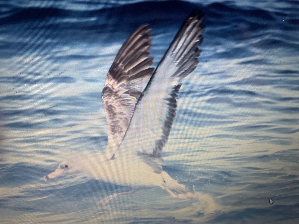 Cory's/Scopoli's Shearwater - ML647052078