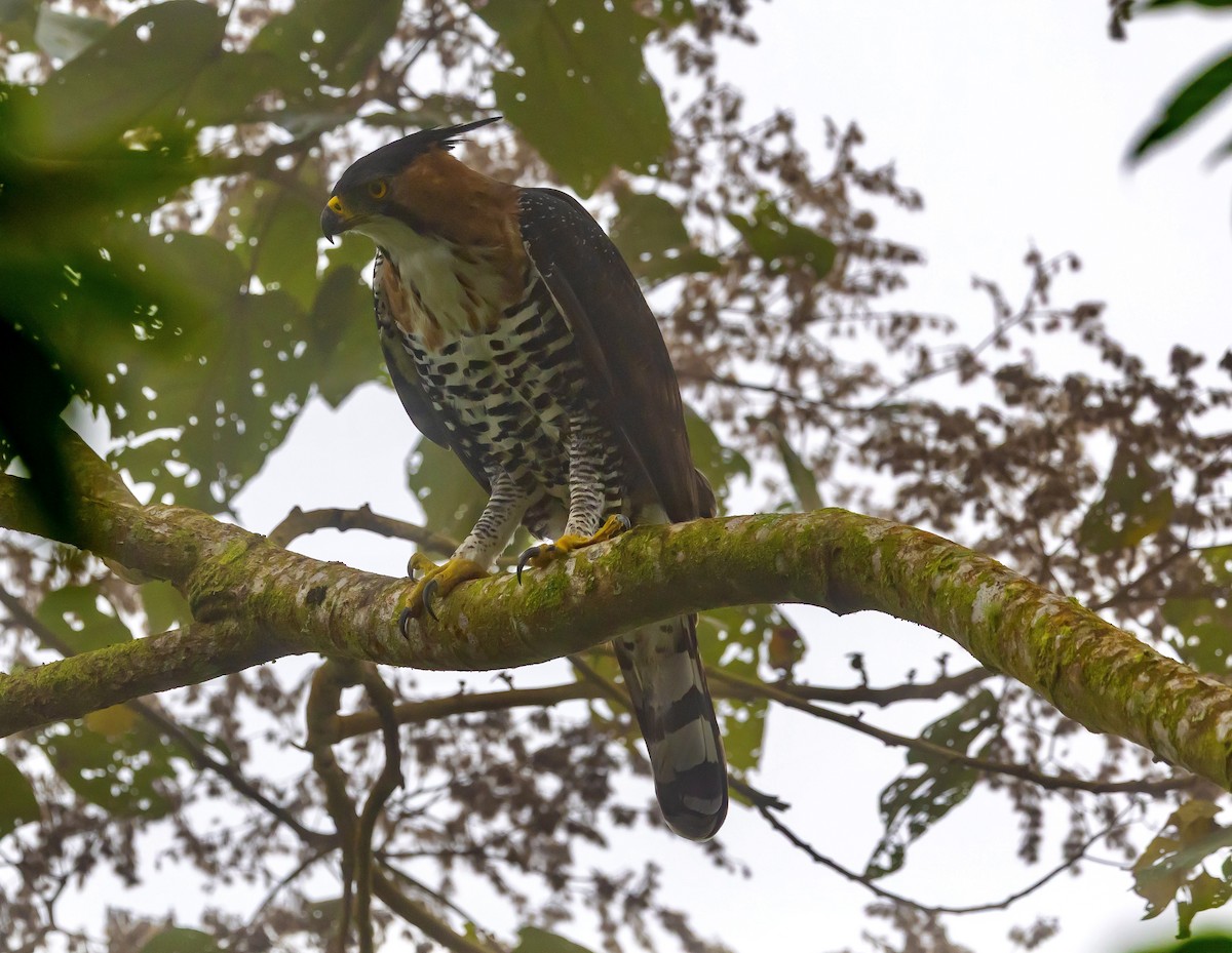 orel zdobený - ML647052079