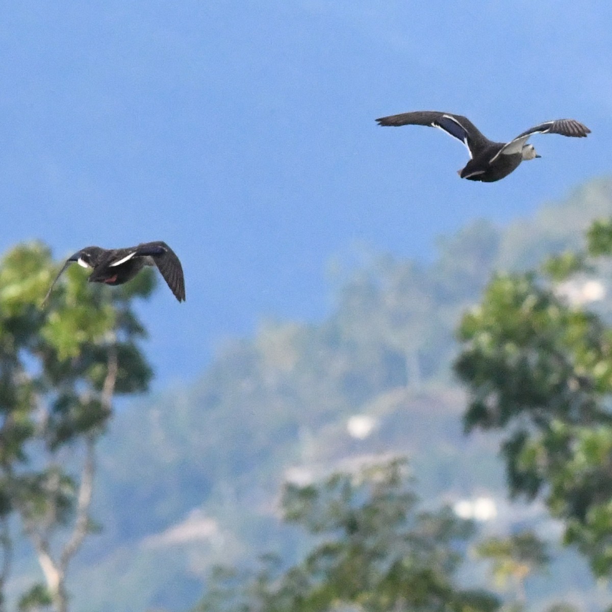 カルガモ - ML647052083