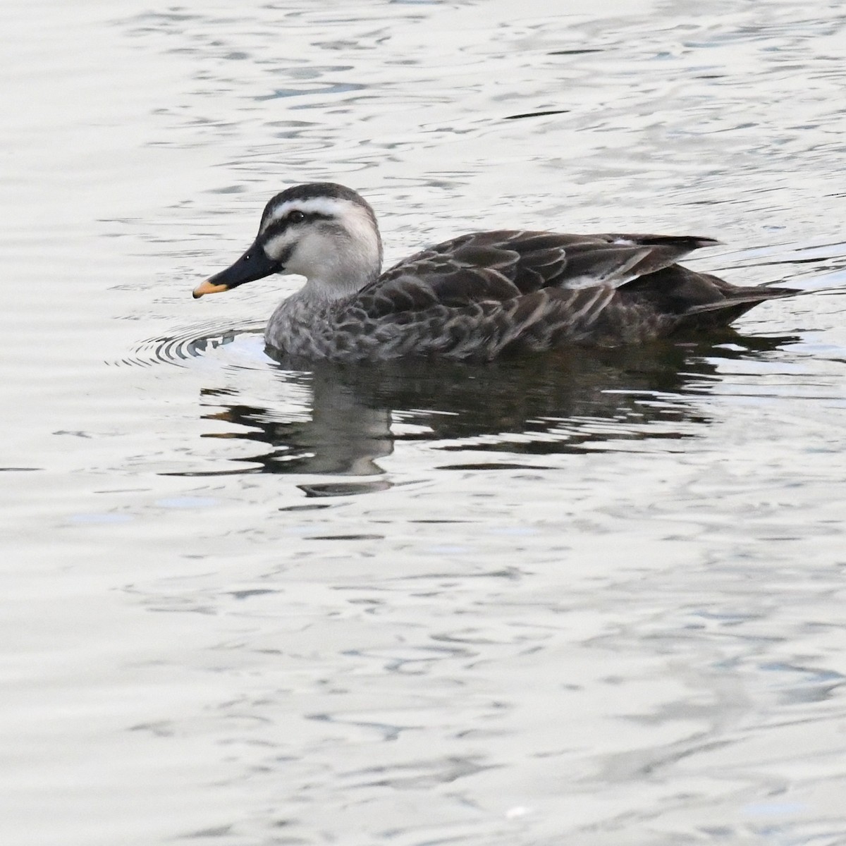 カルガモ - ML647052084