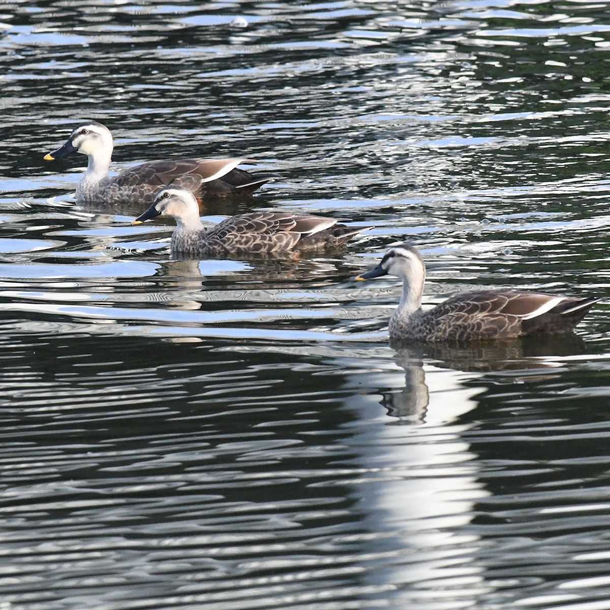 カルガモ - ML647052085