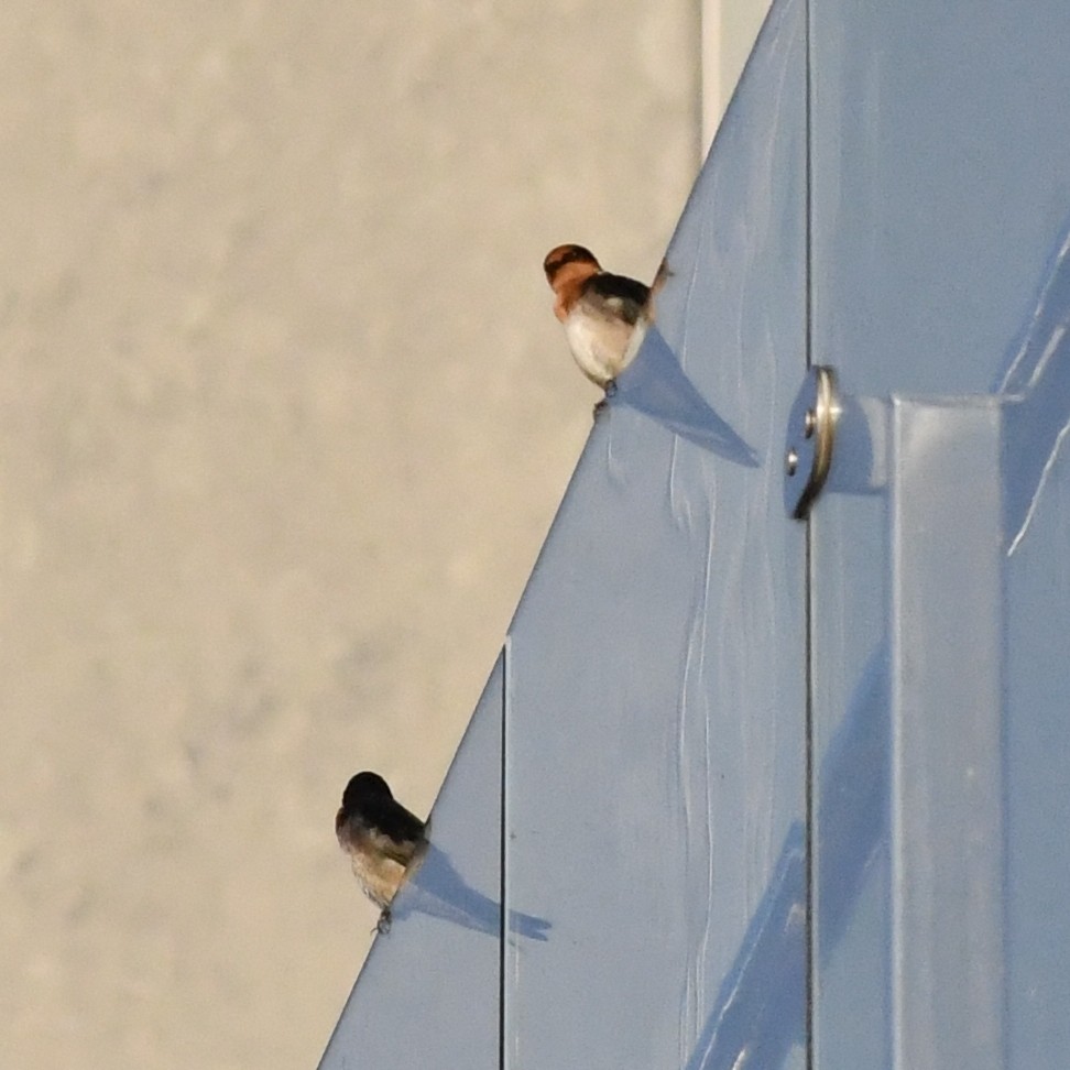 vlaštovka pacifická - ML647052094