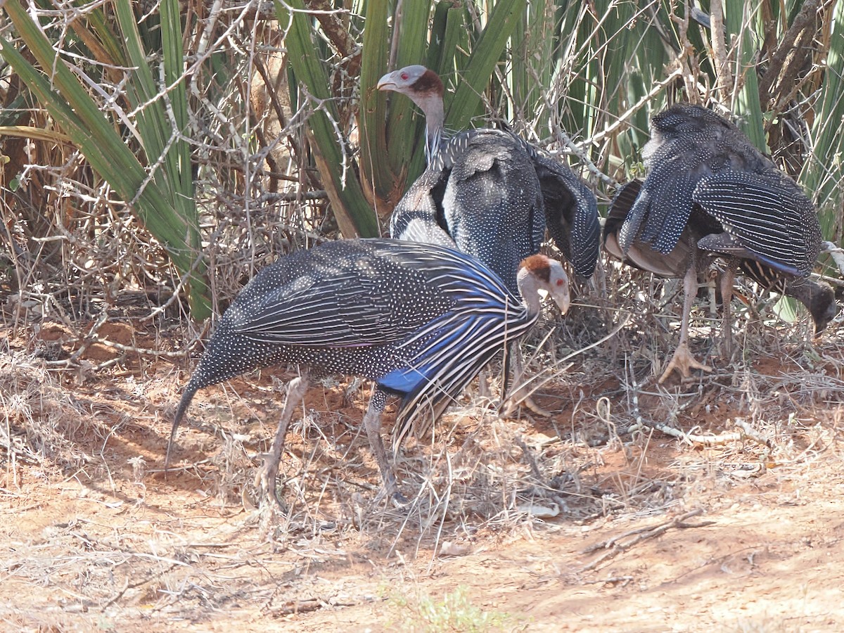 Vulturine Guineafowl - ML647052095