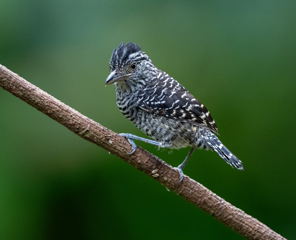 Barred Antshrike - ML647052102
