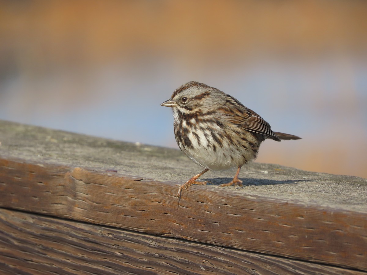 Song Sparrow - ML647052114
