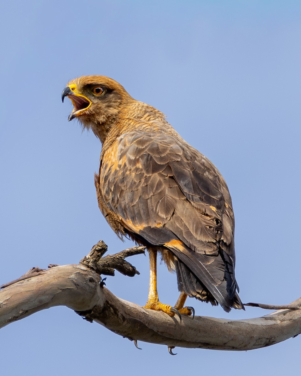 Savanna Hawk - ML647052117