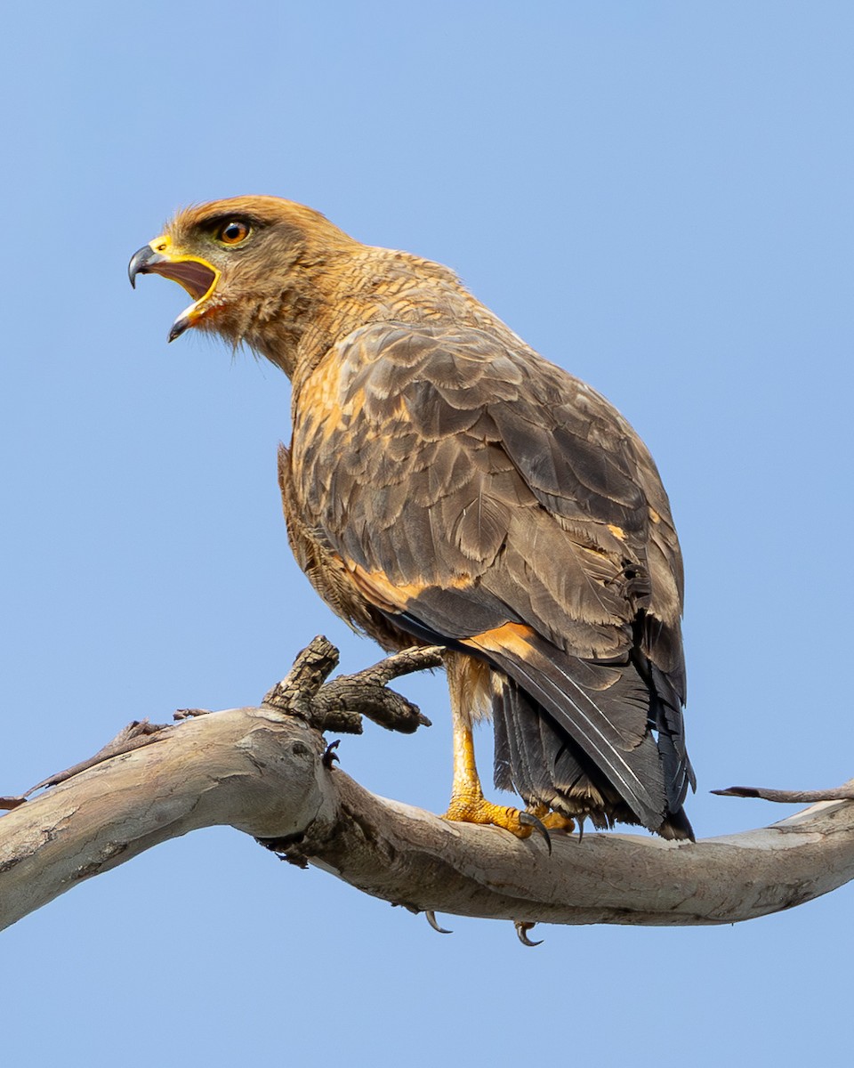 Savanna Hawk - ML647052118