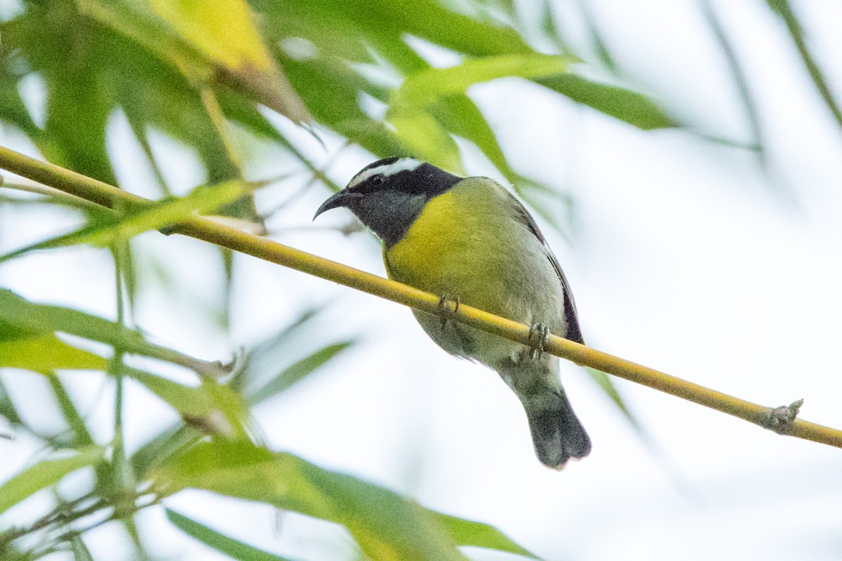 Bananaquit - ML647052127