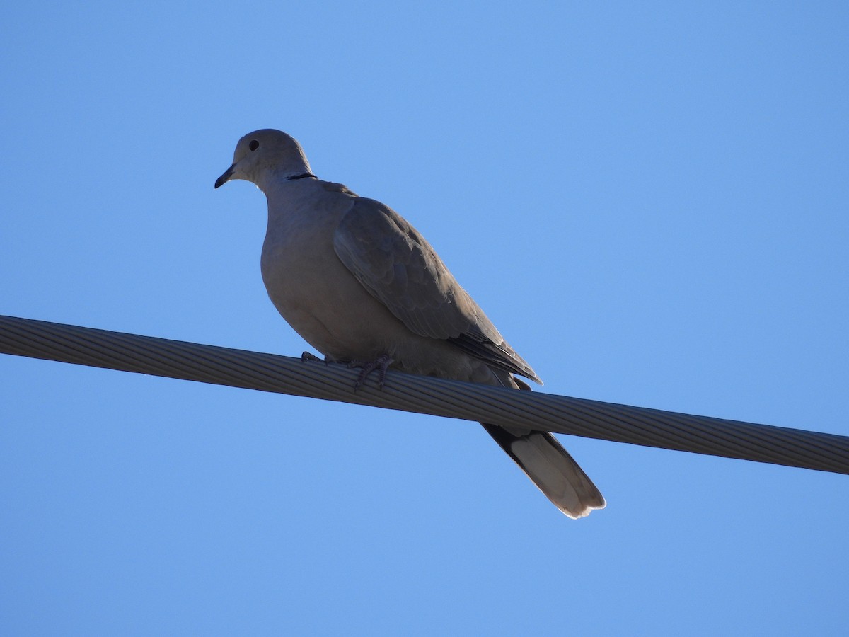 Буулгат хүүрзгэнэ - ML647052132