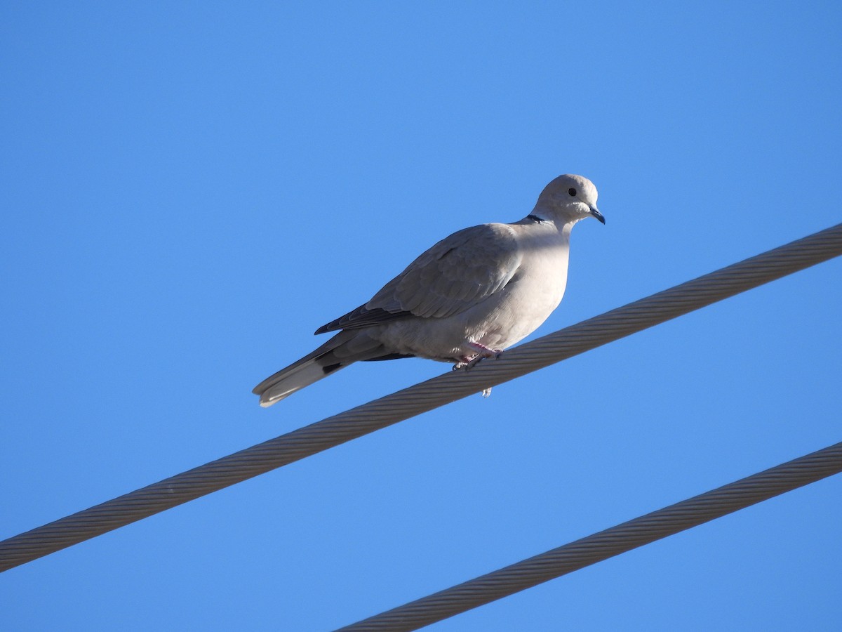 Буулгат хүүрзгэнэ - ML647052144