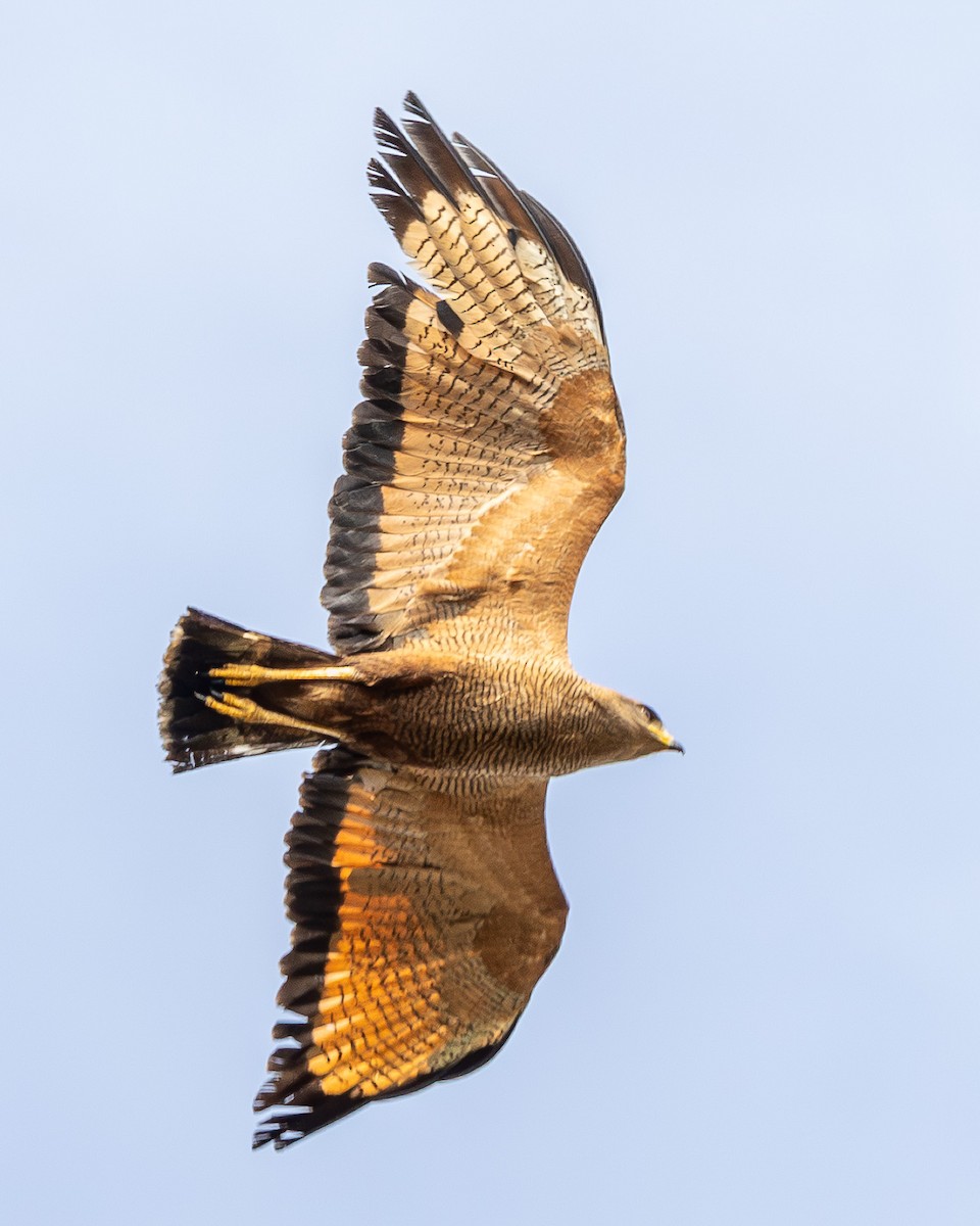 Savanna Hawk - ML647052150