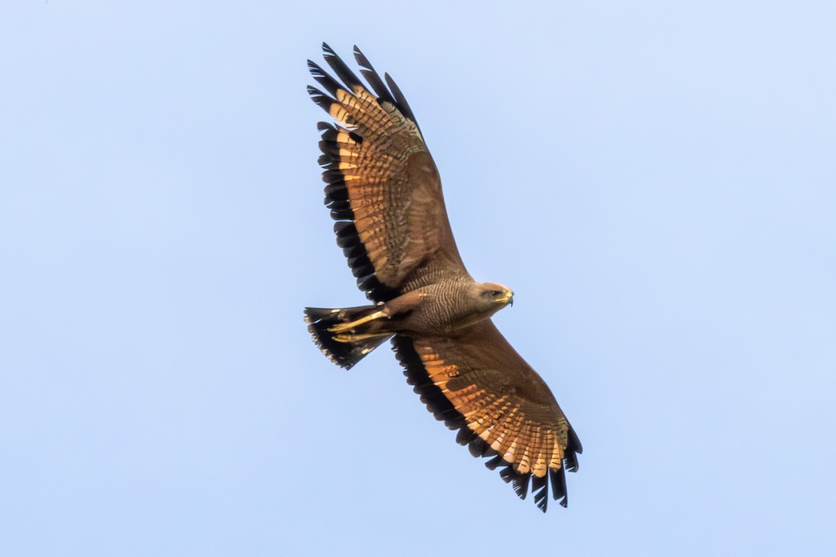 Savanna Hawk - ML647052151