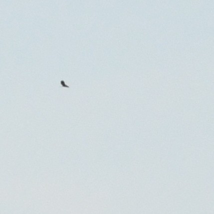 דורס יום בלתי-מזוהה (עקב) - ML647052152