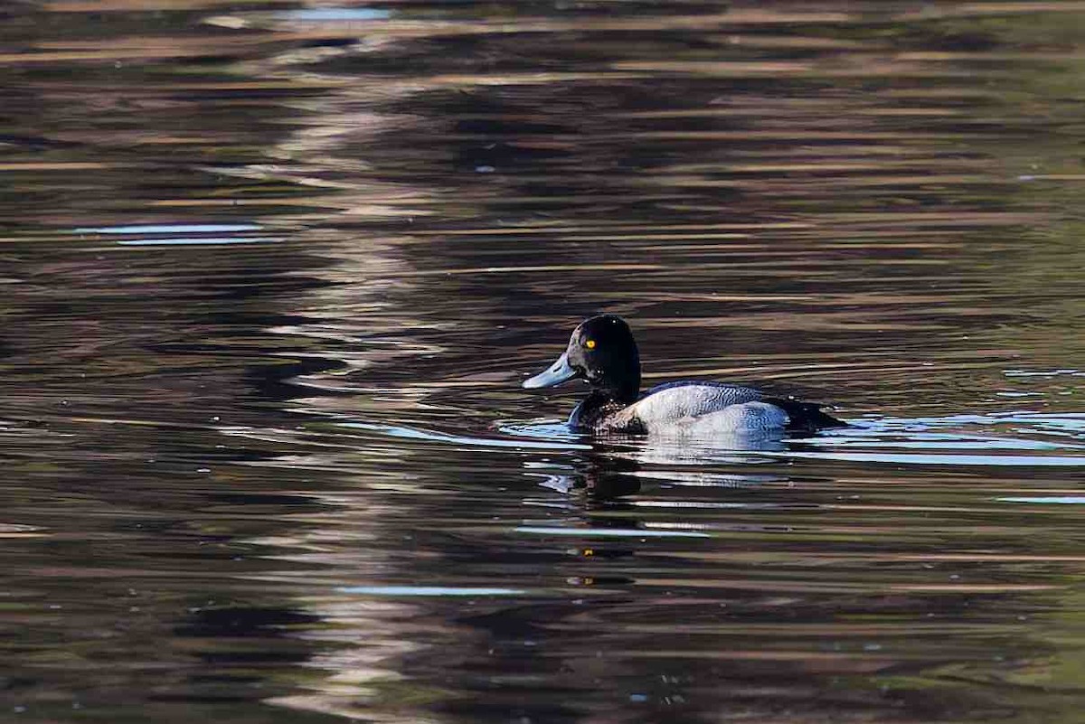 Lesser Scaup - ML647052155