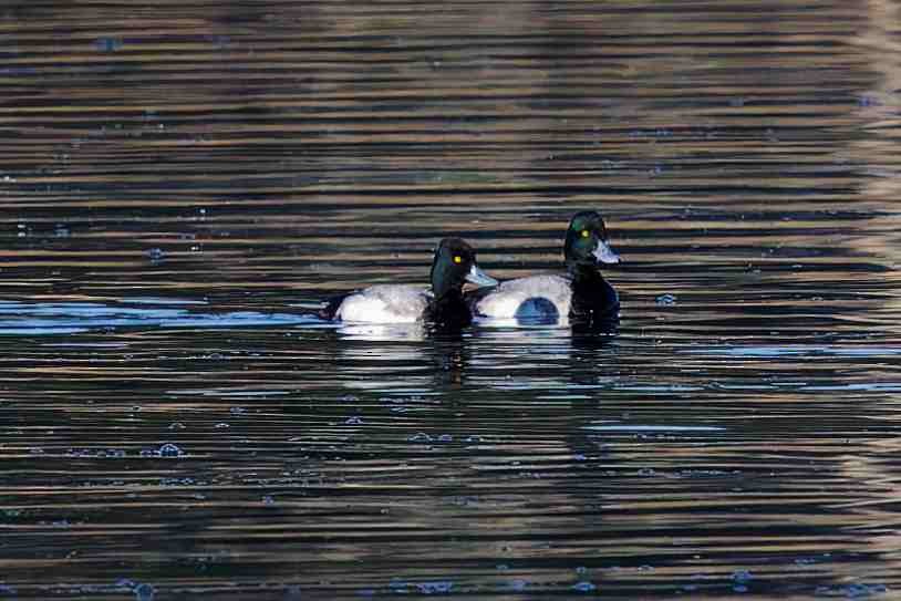 Lesser Scaup - ML647052156