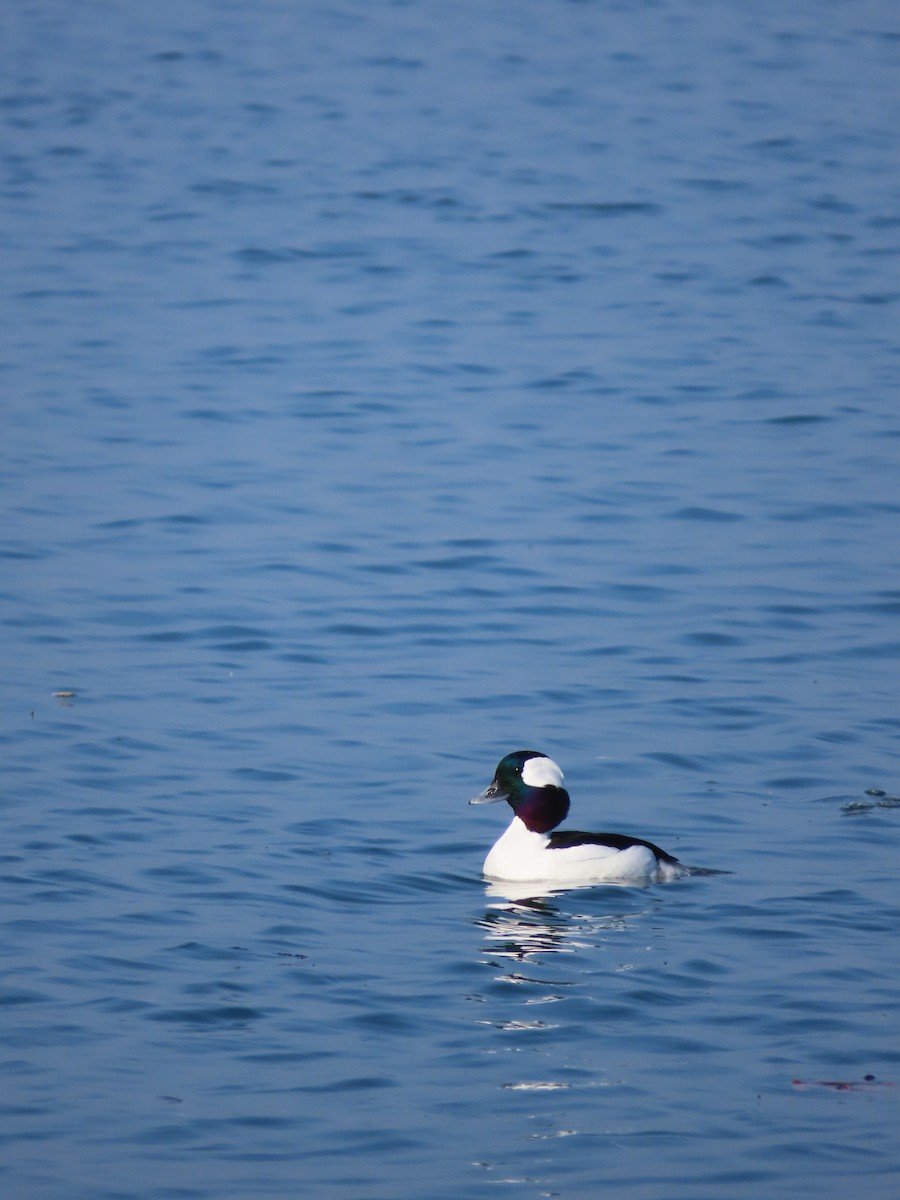 Гоголь-головастик - ML647052162