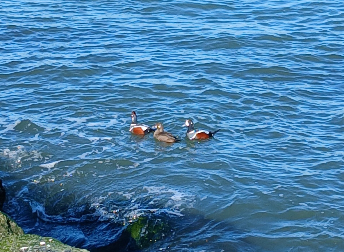 Palyaço Ördeği - ML647052211