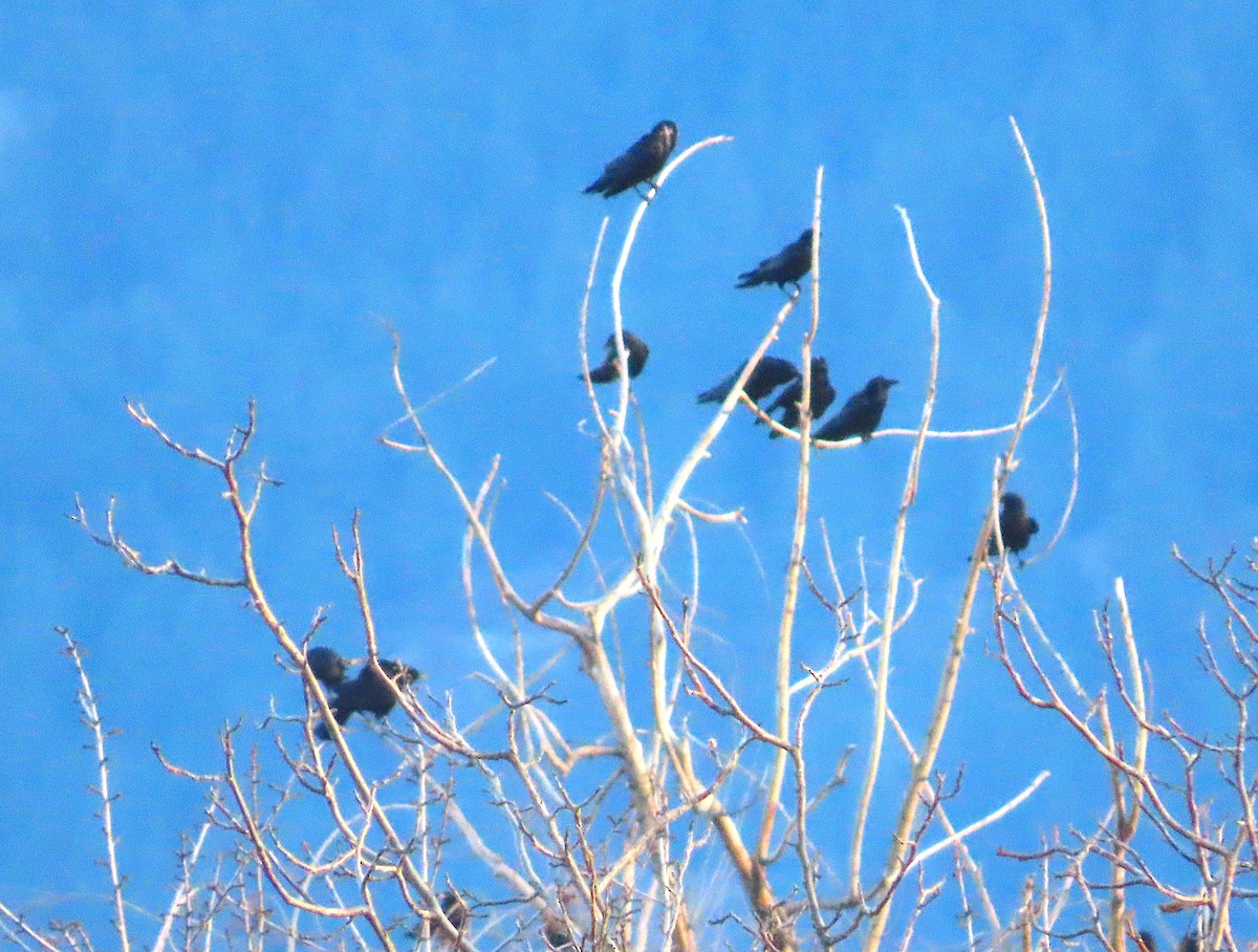 American Crow - ML647052213