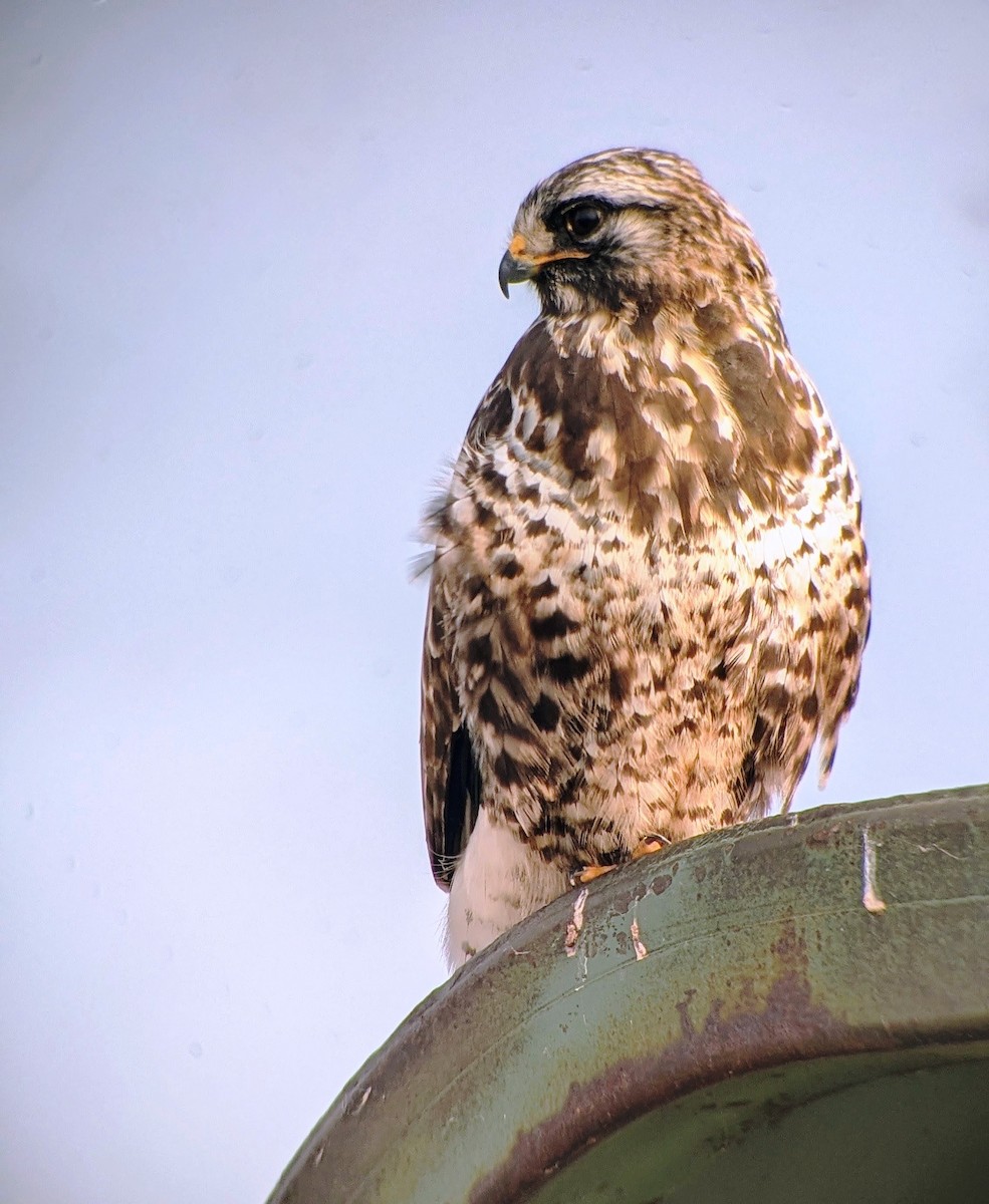 káně rousná - ML647052224