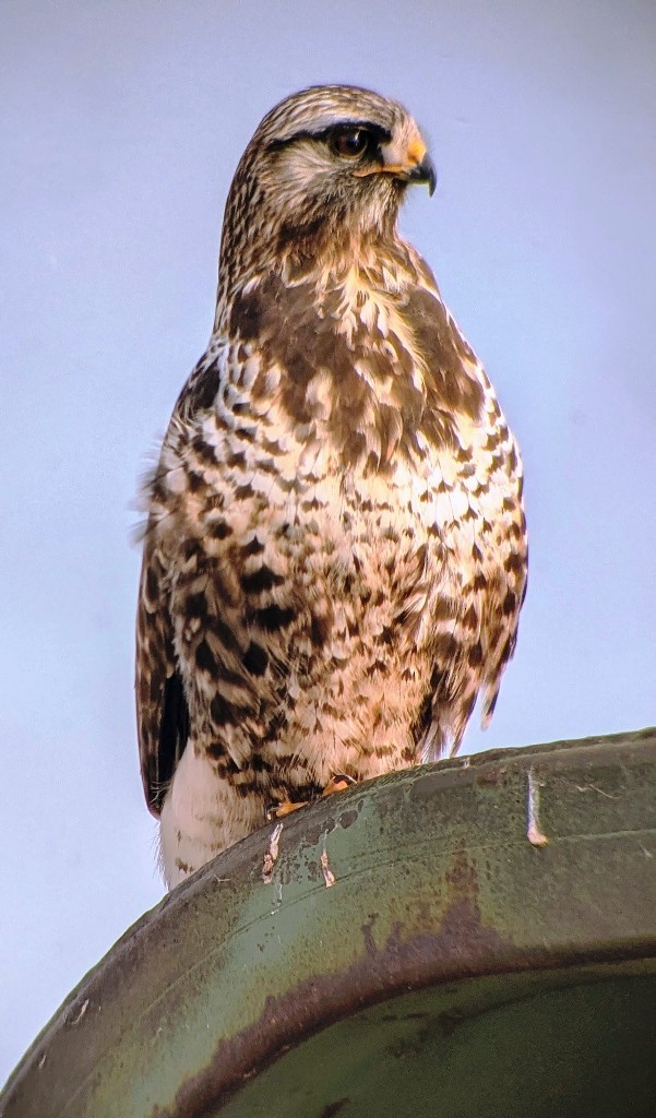 káně rousná - ML647052228