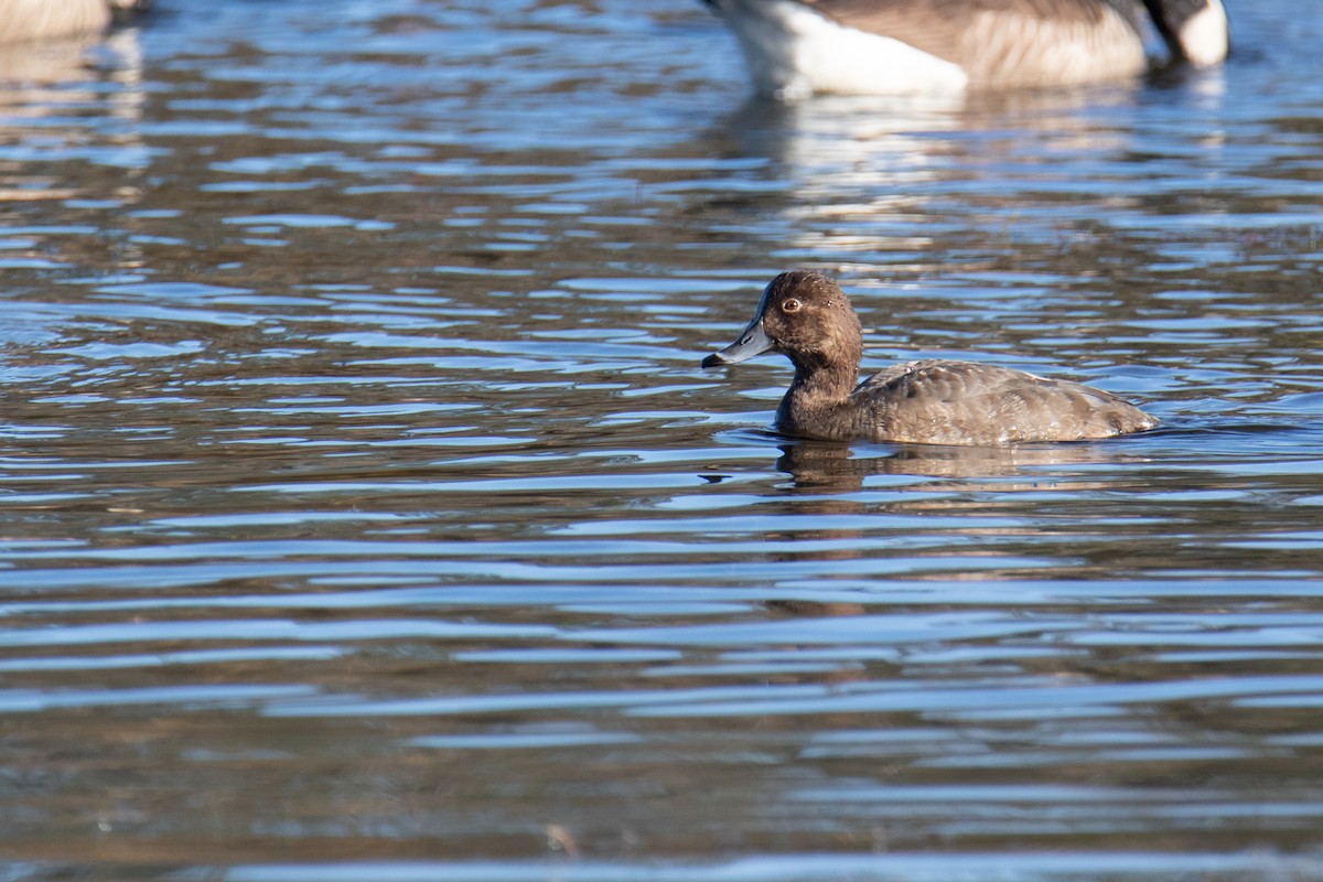 Redhead - ML647052233