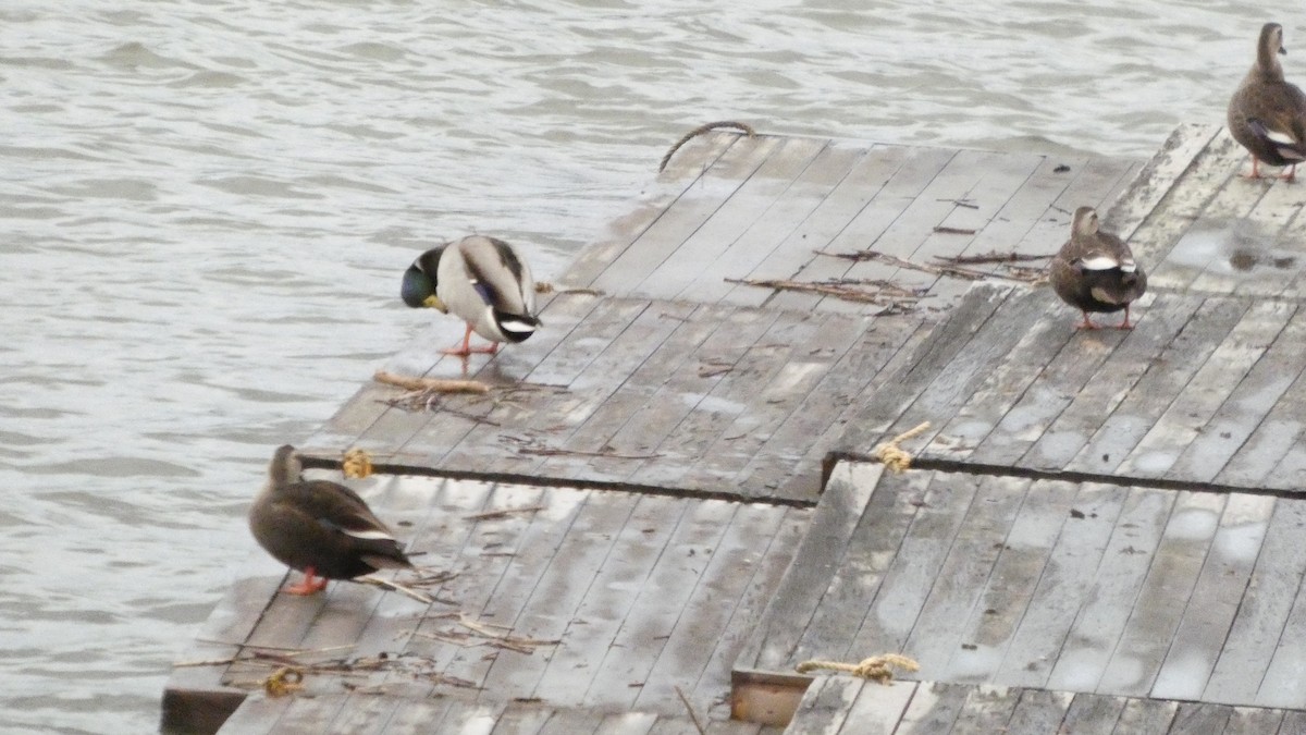 カルガモ - ML647052239