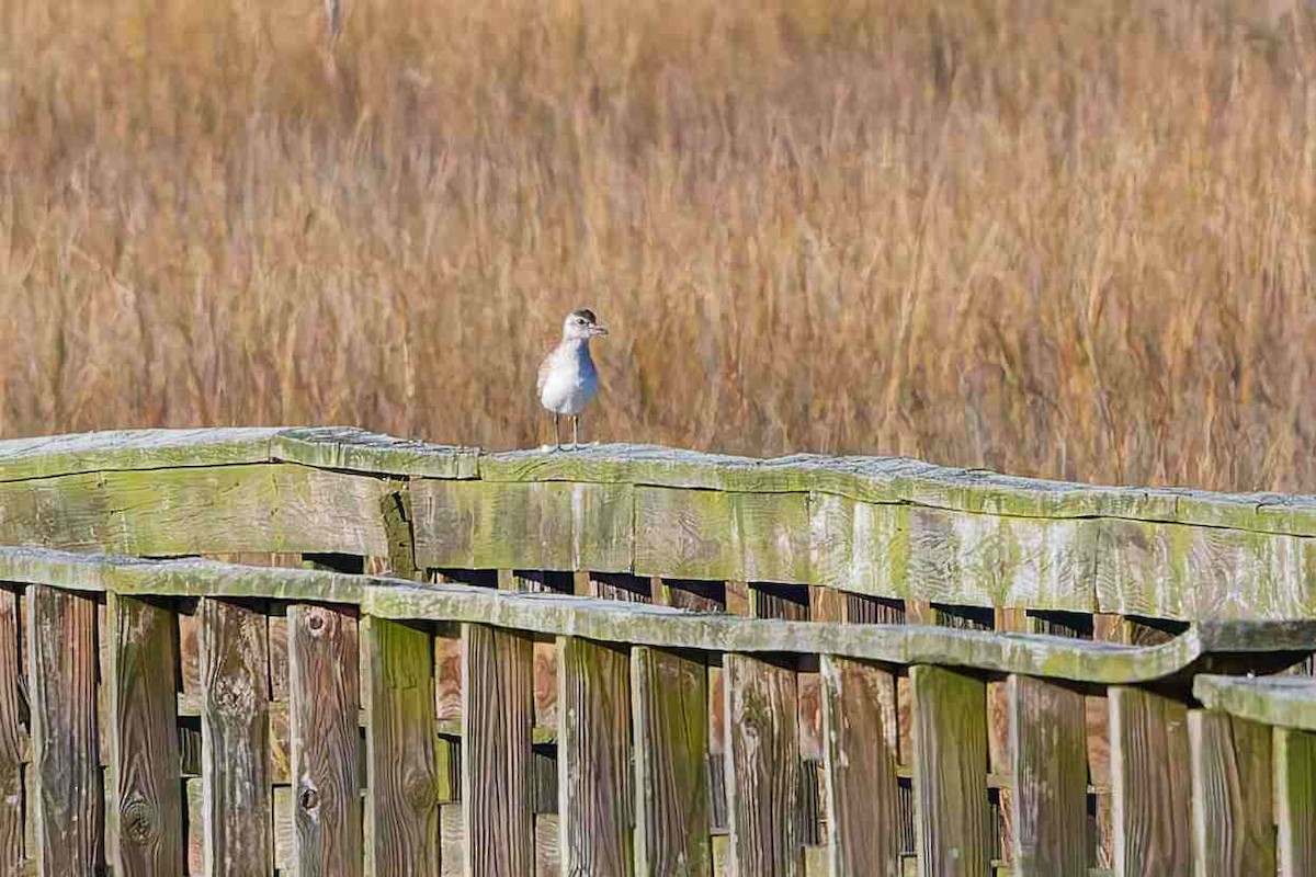 Black-bellied Plover - ML647052247