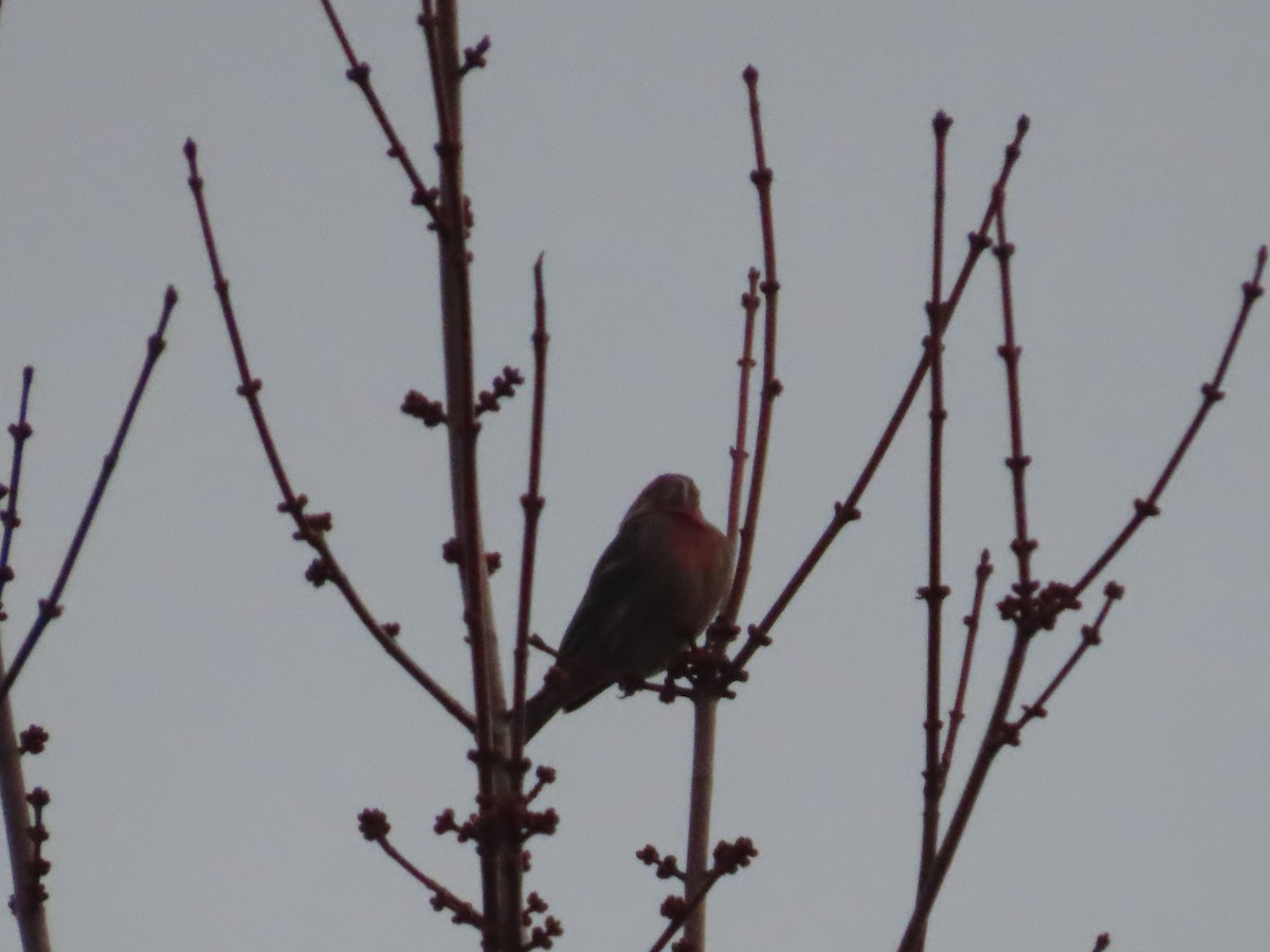 House Finch - ML647052255