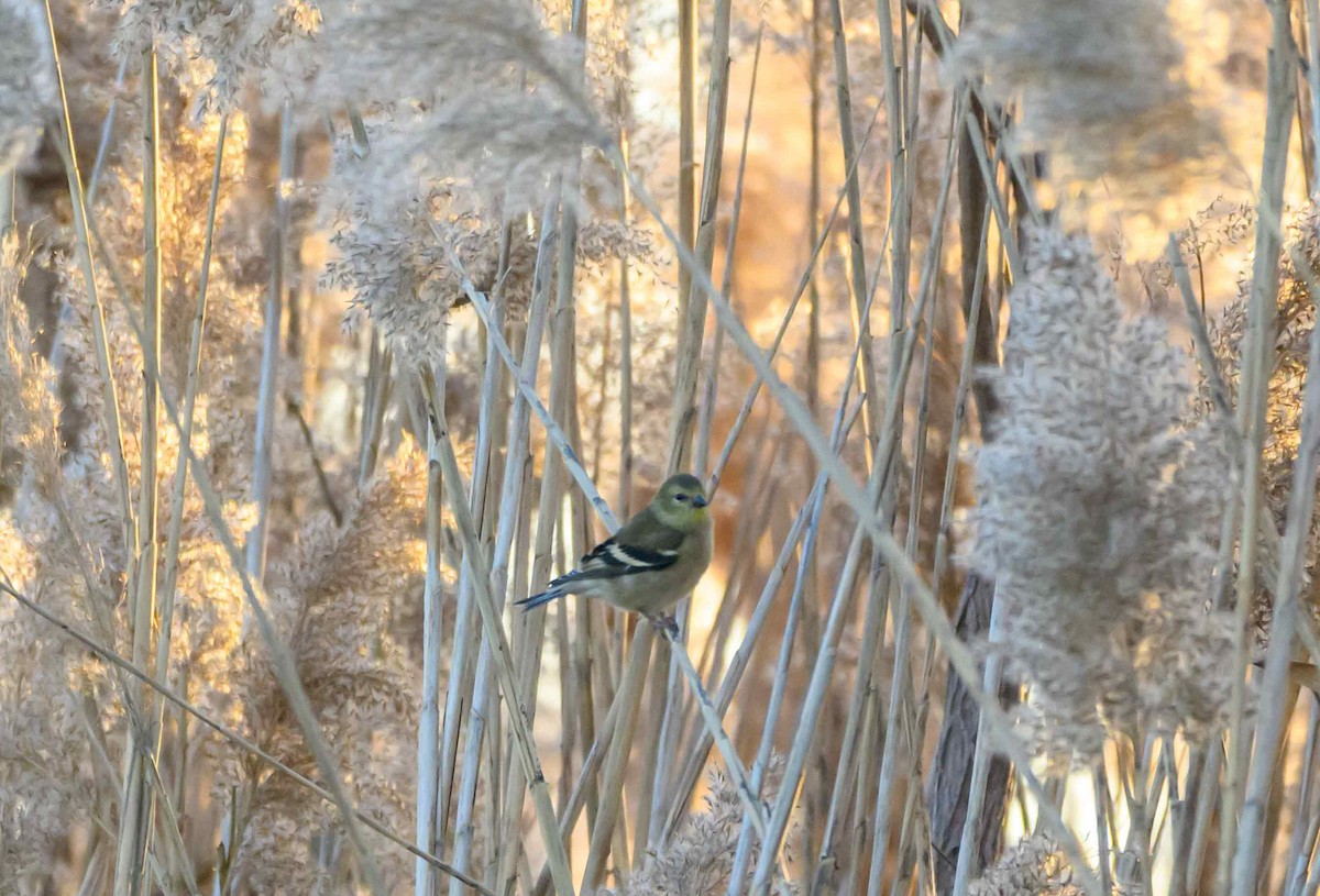 Altın İskete - ML647052268