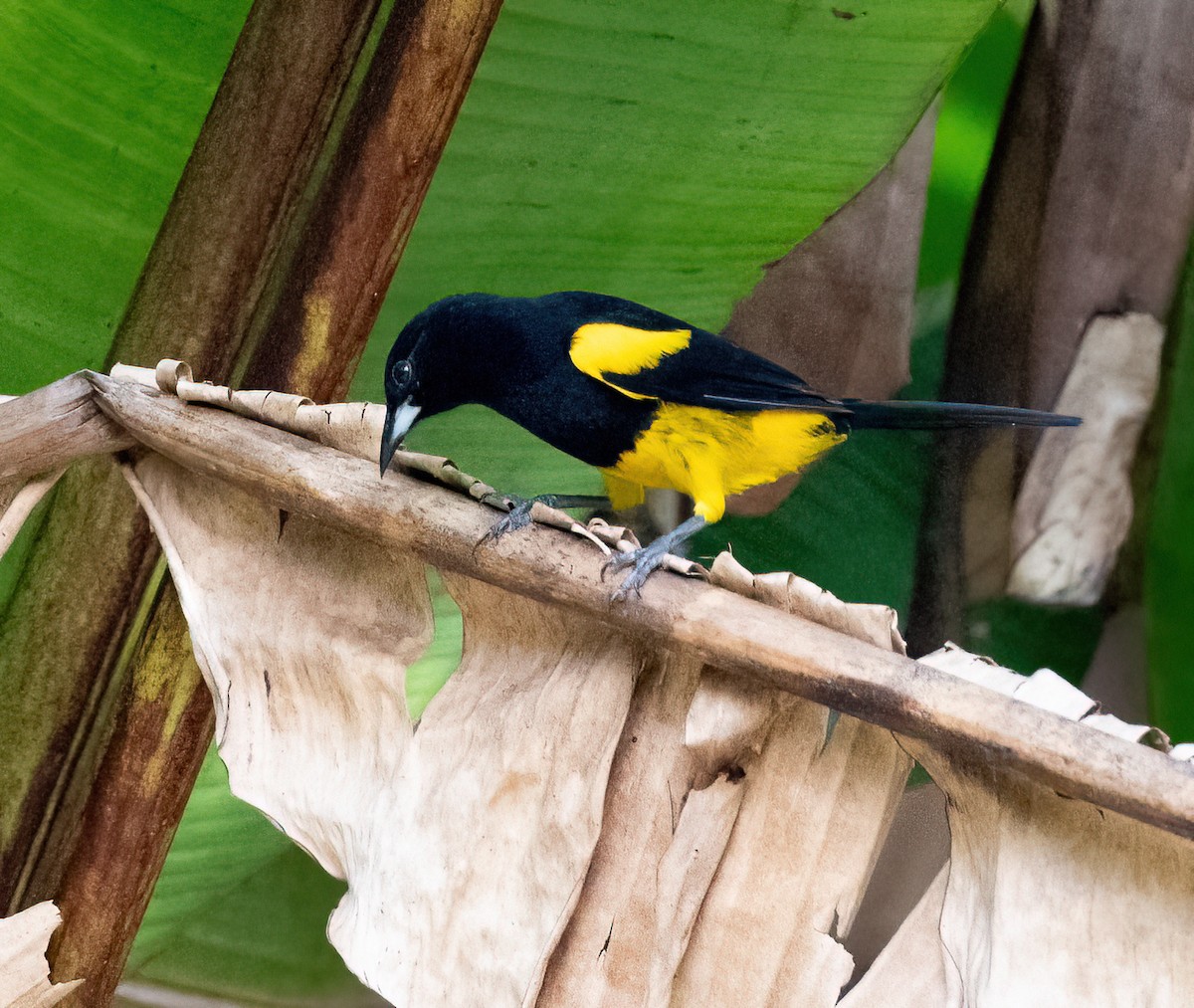 Black-cowled Oriole - ML647052278