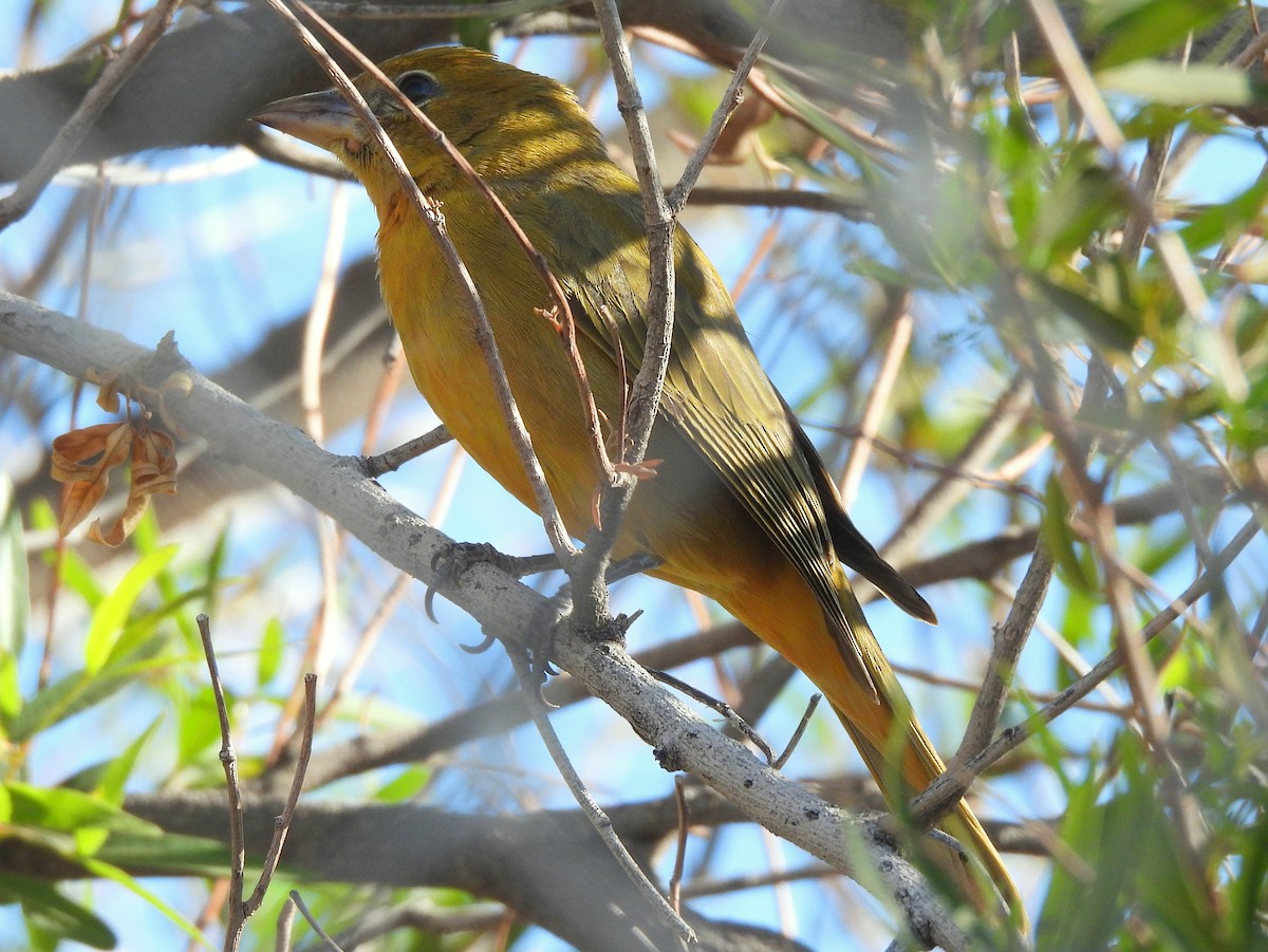 Summer Tanager - ML647052279