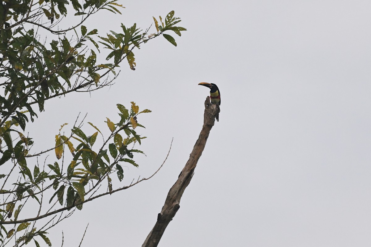 arassari hnědouchý - ML647052281