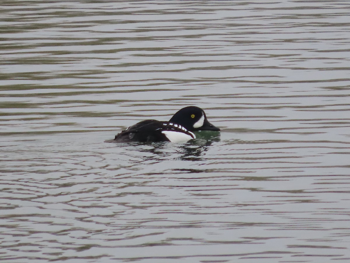 キタホオジロガモ - ML647052286