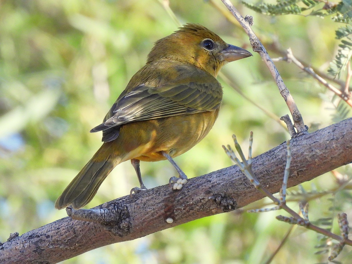 Summer Tanager - ML647052292