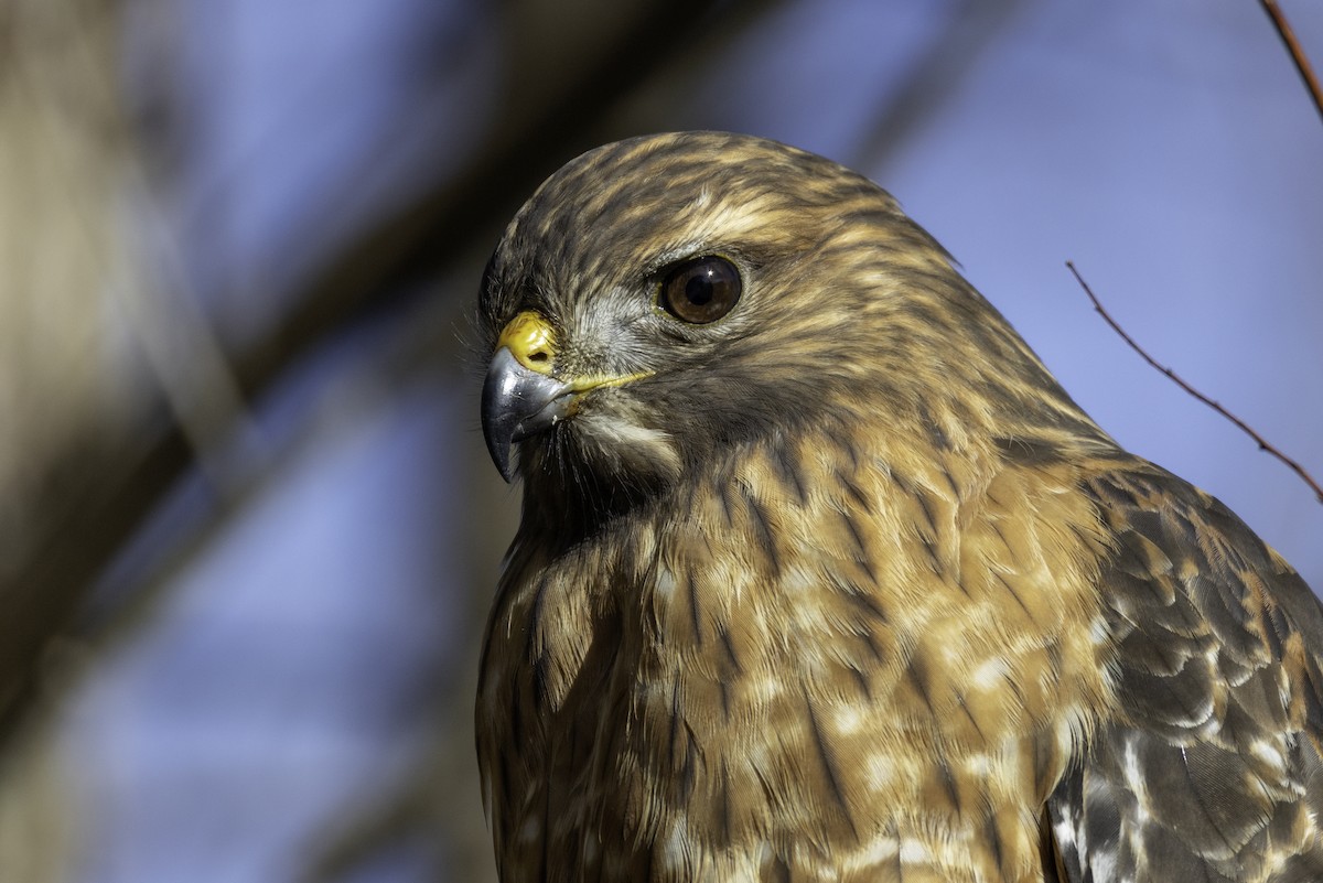 カタアカノスリ - ML647052299