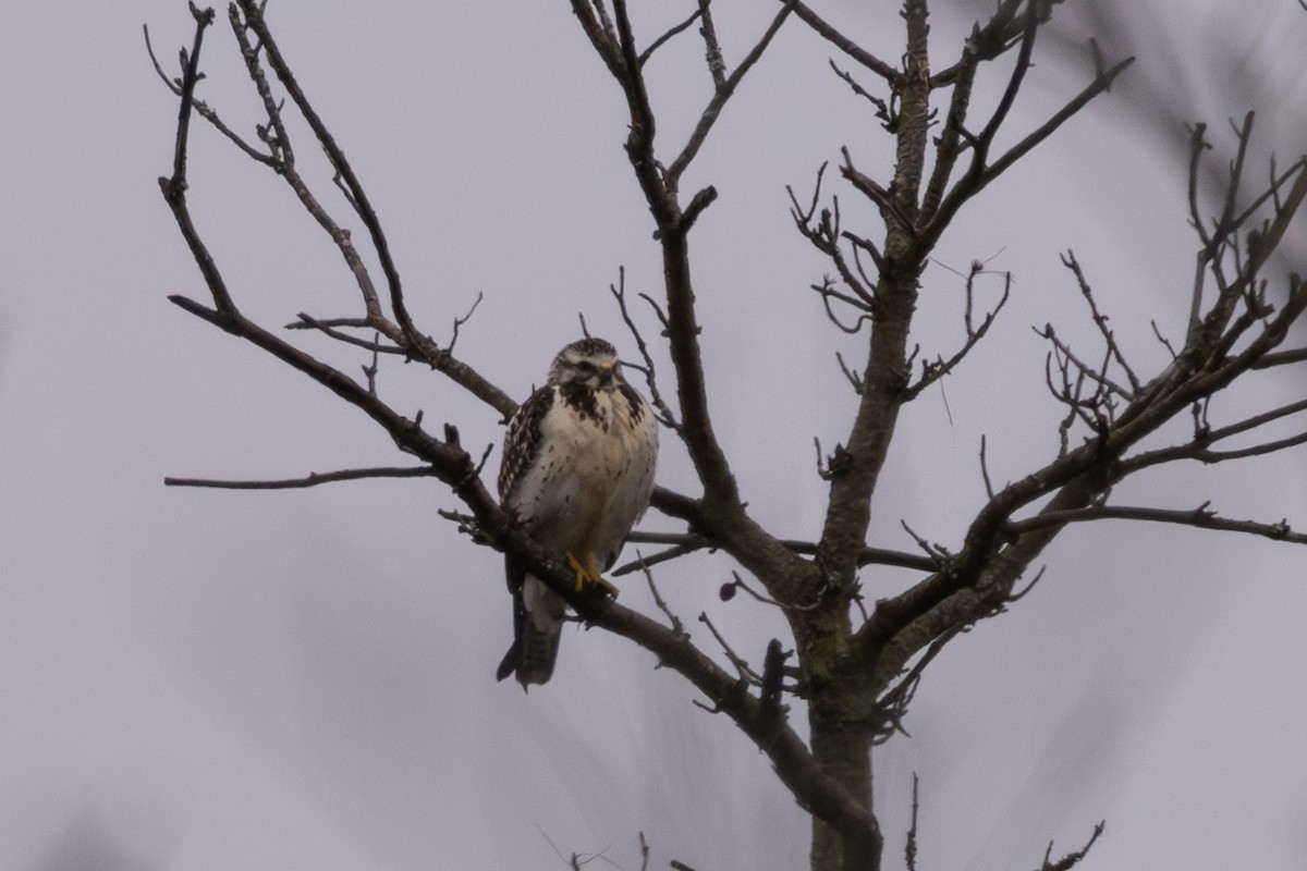 Свенсонов канюк - ML647052300