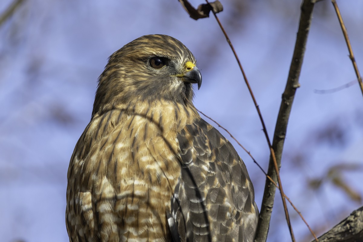 カタアカノスリ - ML647052301