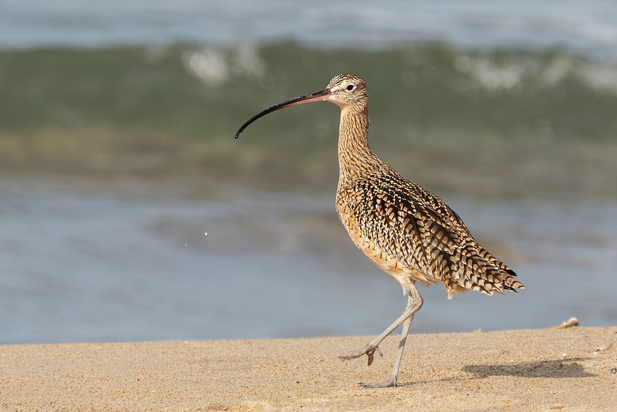 Кульон американський - ML647052306