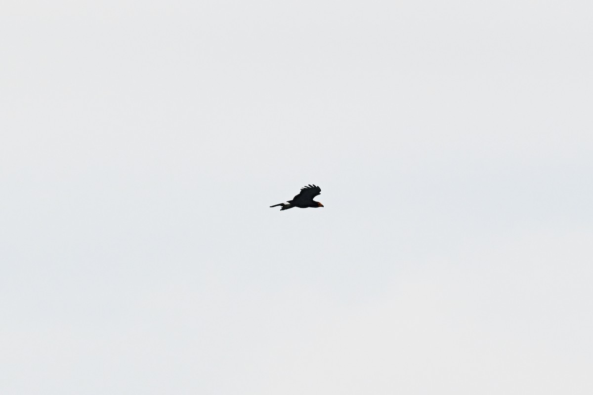 Siyah Karakara - ML647052308