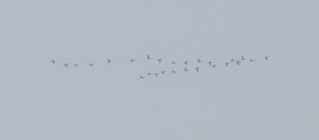 Kanada Kazı - ML647052309