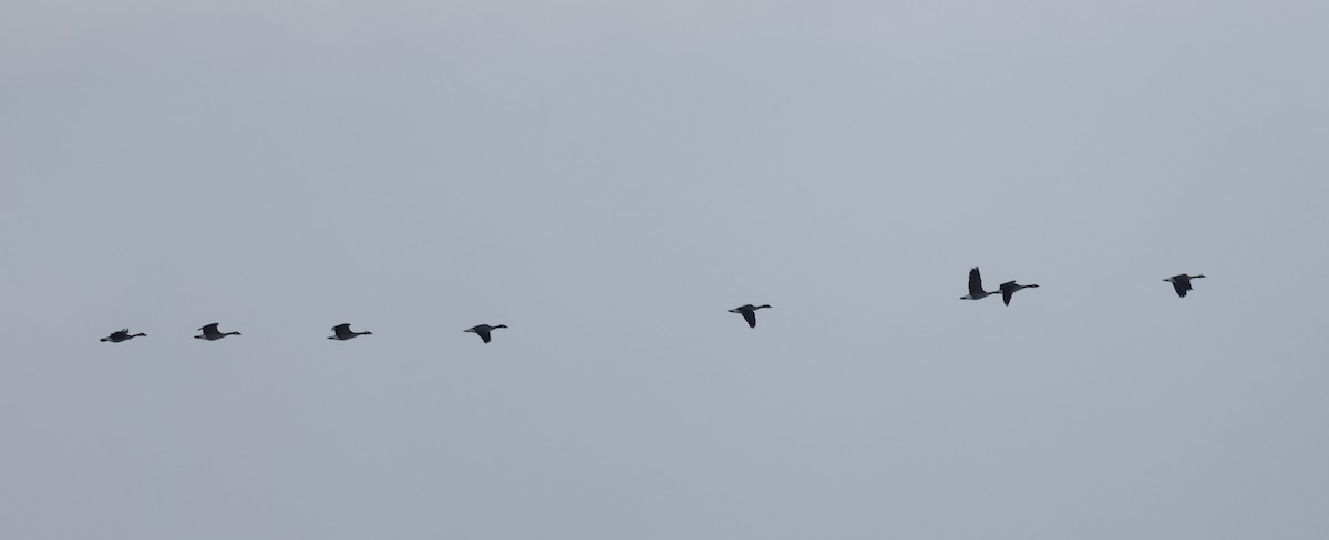 Kanada Kazı - ML647052310