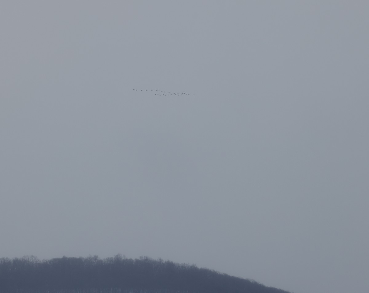 Kanada Kazı - ML647052311