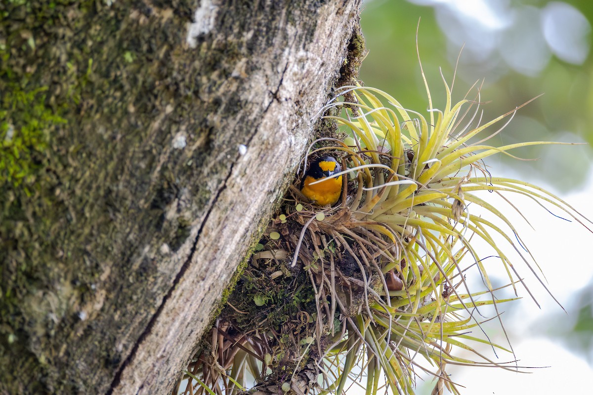 Violaceous Euphonia - ML647052320