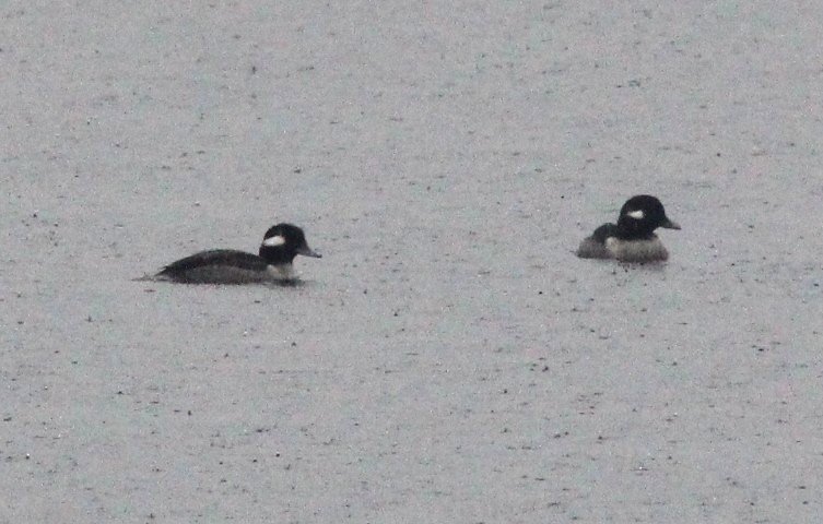 Гоголь-головастик - ML647052326