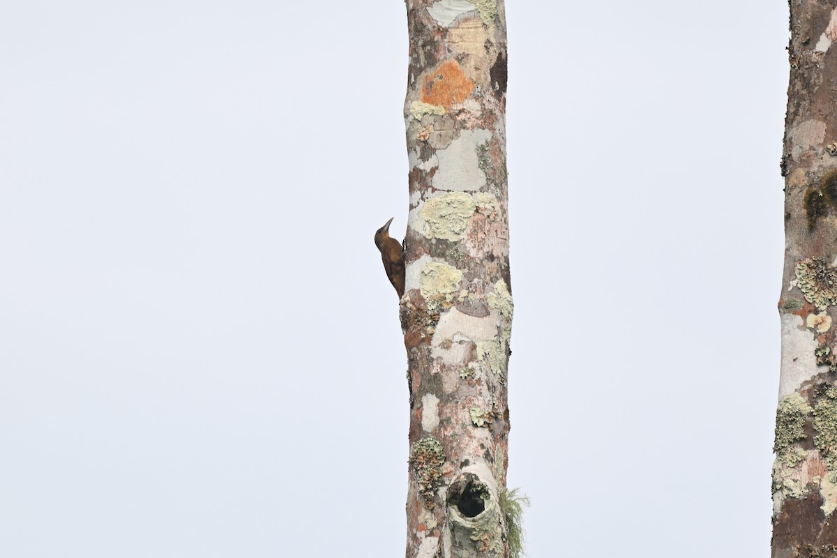 Grimpar à collier - ML647052327