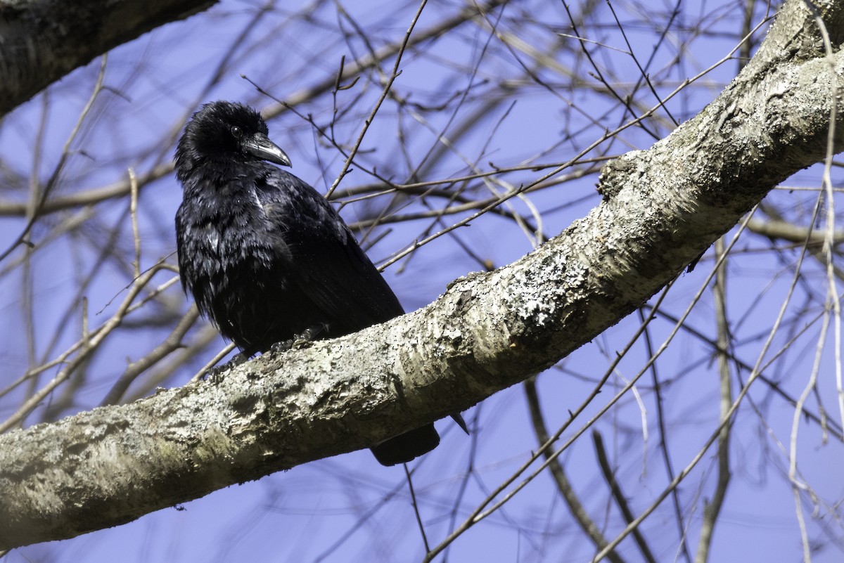 アメリカガラス - ML647052330