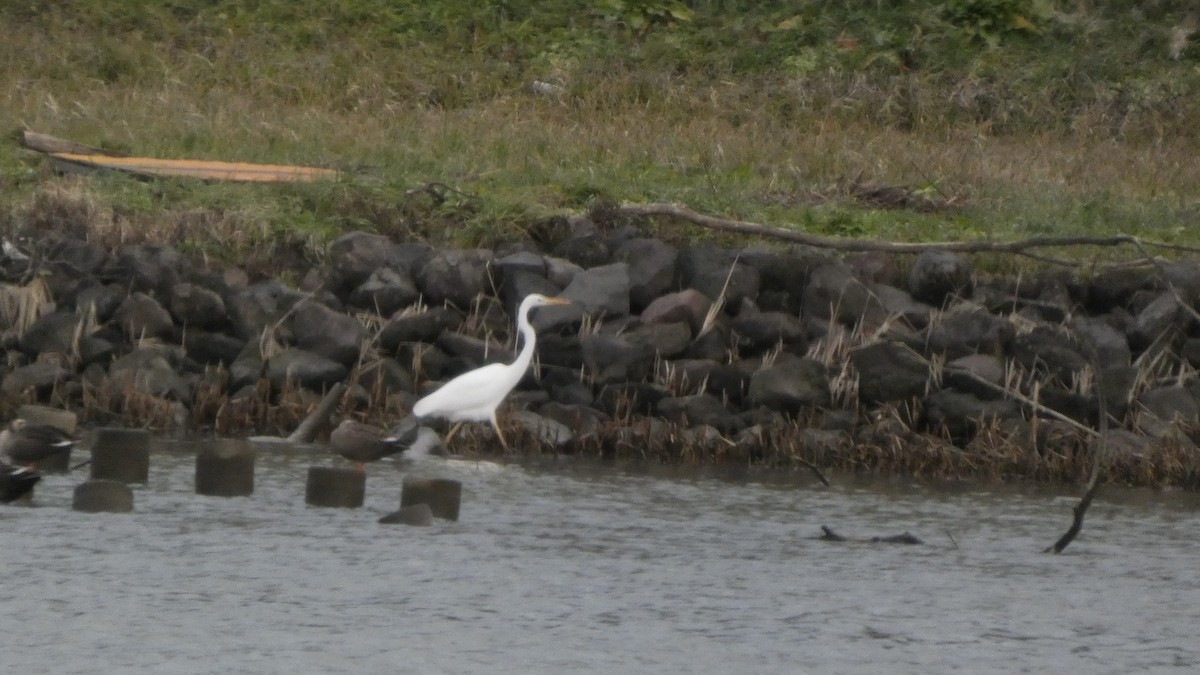 Чапля велика - ML647052331