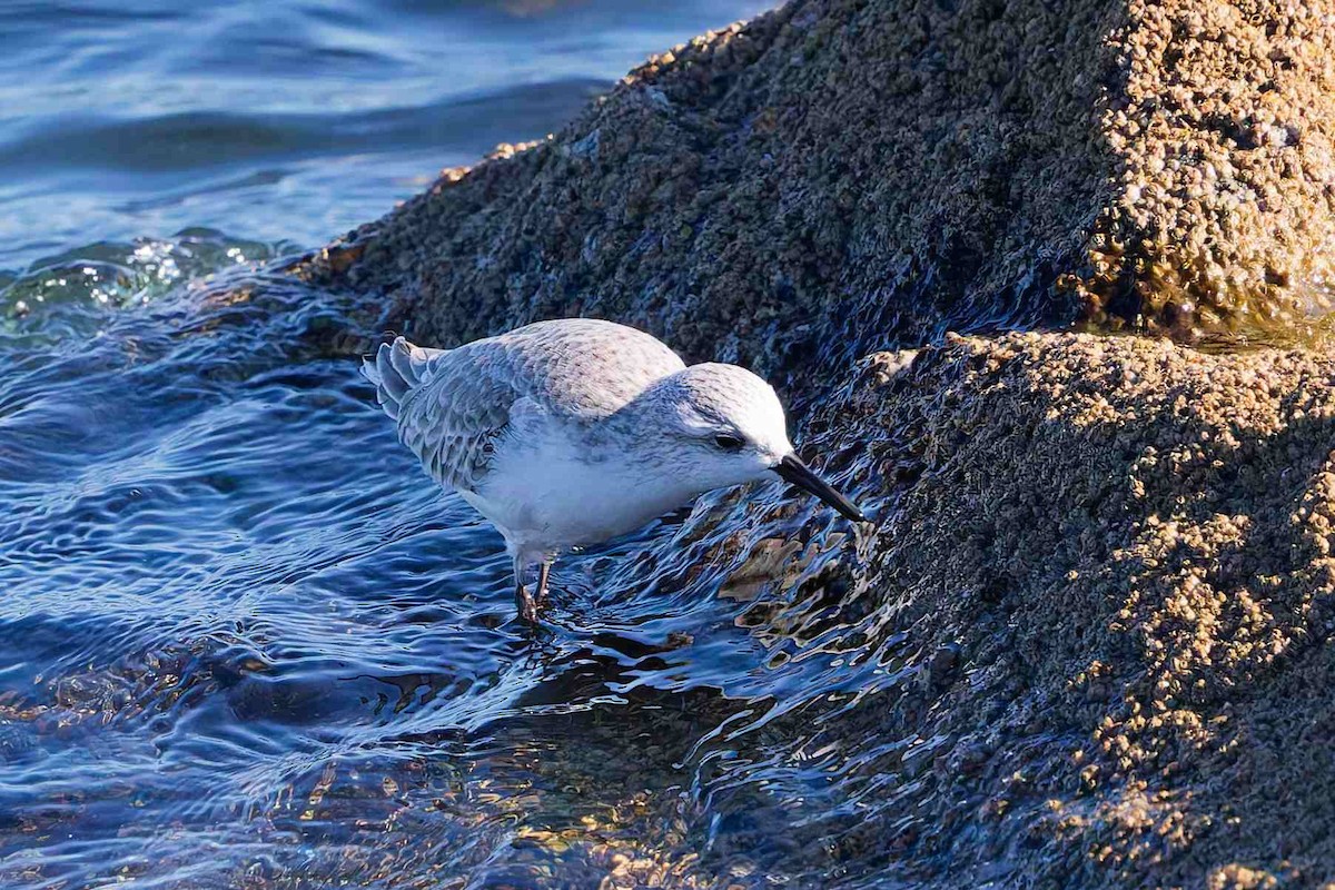 Sanderling - ML647052332