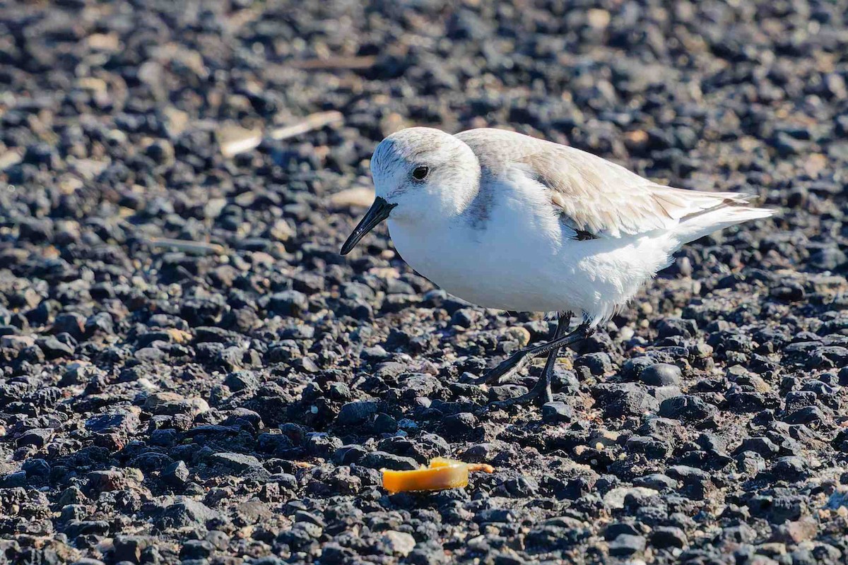 Sanderling - ML647052333