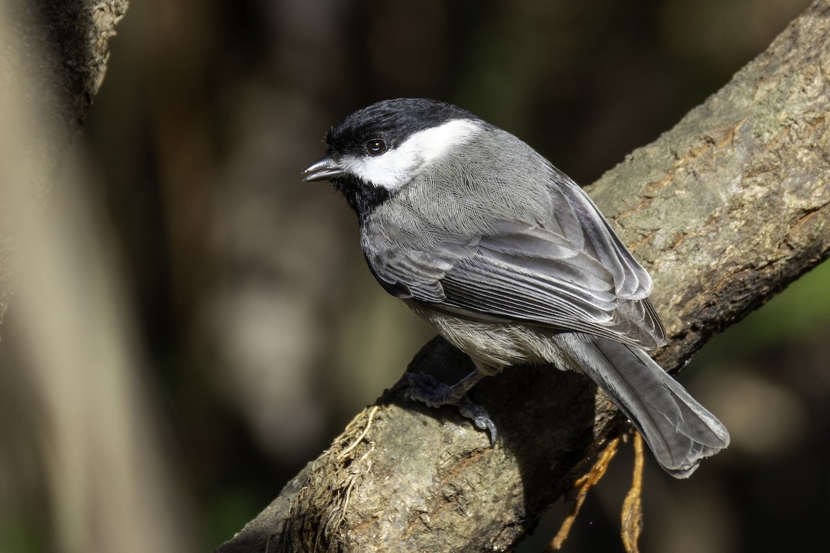 カロライナコガラ - ML647052337